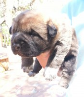 /album/cachorros/a20130504-123732-trocha-del-durillo-1-jpg/